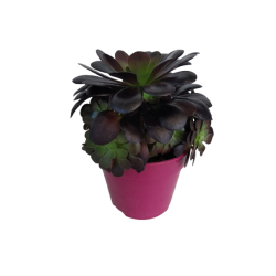 Aeonium rubrum pot de 15 cm