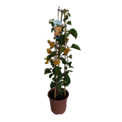 Bougainvillier couleur...