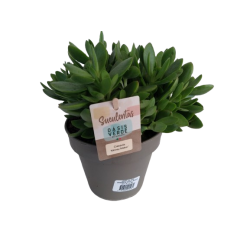 Arbre de Jade ou crassula...