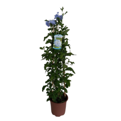 Plumbago Pyramide Hauteur...