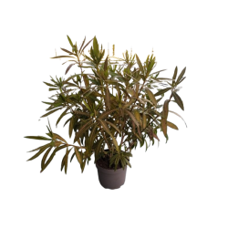 Laurier tricolore pot de 30 cm