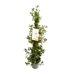 Jasmin trachelospernum...