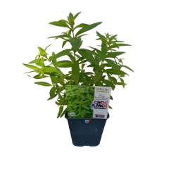 Verveine citronnelle pot de...