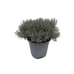 Hélichrysum italicum pot de...