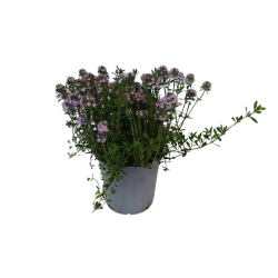 Sarriette pot de 14 cm