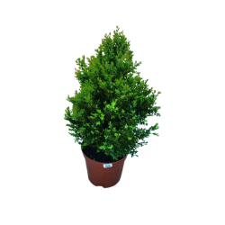 Buis touffe pot de 23 cm