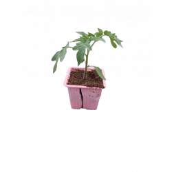 Tomate Hector godet rose...