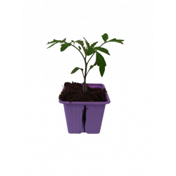 Tomate Leeloo F1 godet...