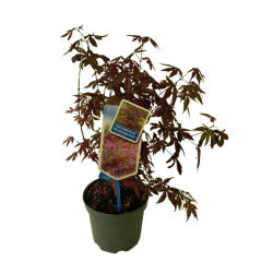 Acer / Erable pot de 17 cm