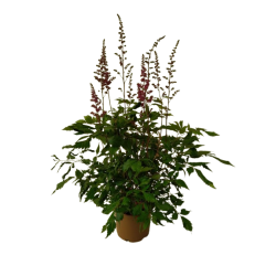 Astilbe pot de 15 cm