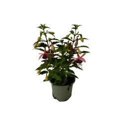Fuchsia pot de Ø 10.5 cm