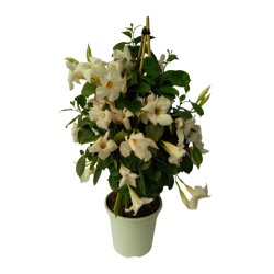 Dipladenia pyramide ou...