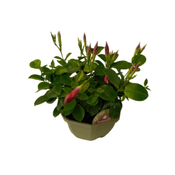 Dipladenia coupe Ø 23/25 cm