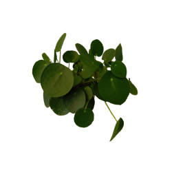 Pilea peperomoides pot de Ø...