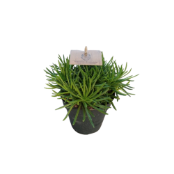 Senecio Himalaya pot de 12 cm
