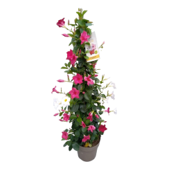 Dipladenia pyramide hauteur...