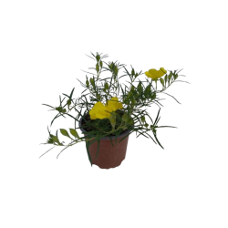 Calylophus jaune pot de...