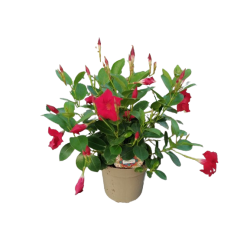 Dipladenia pot de 17 cm...