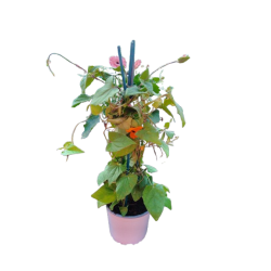 Thunbergia Pyramide pot de...