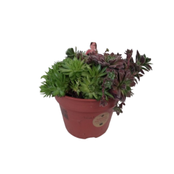 Sempervivum 4 couleurs...