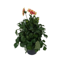 Dahlia haut pot de 22 cm