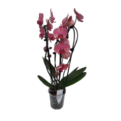 Orchidée cascade hauteur 55...
