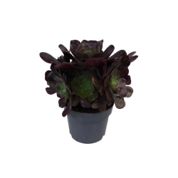 Aeonium rubrum pot de Ø 17 cm