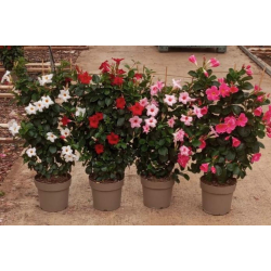 Dipladenia espalier hauteur...