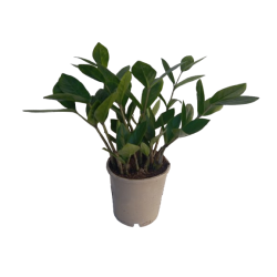Zamioculcas pot de Ø 12 cm