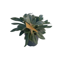 Senecio Cephalophorus pot...