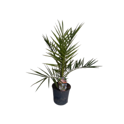 Phoenix Canariensis pot de...