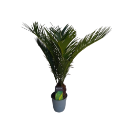 Cycas revoluta pot de 12 cm