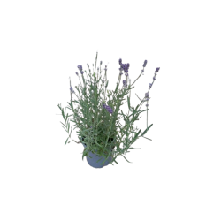 Lavande angustifolia Ø 14 cm