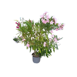 Laurier tricolore pot de 30 cm