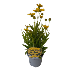 Coréopsis pot de 10.5 cm