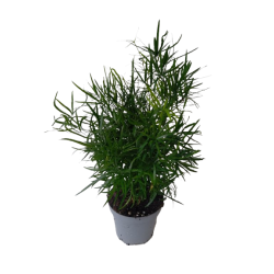 Asparagus falcatus pot de...