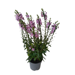 Angelonia alonia pot de 13 cm