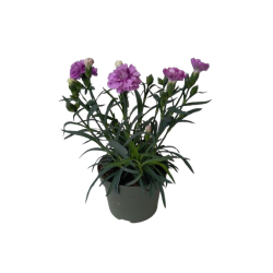 Oeillet oscar Ø 13 cm