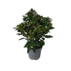 Solanum pot de 10.5 cm