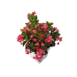 Bégonia en bac 25/25 cm
