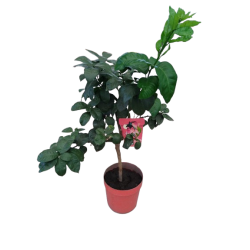 Agrume Arcobal pot de 20 cm