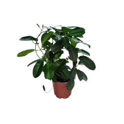 Stéphanotis Arceau pot de...