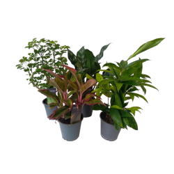 Plantes vertes mixtes pot...