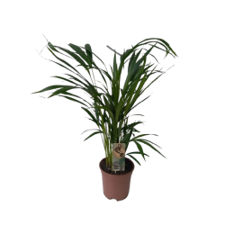 Areca pot de 17 cm hauteur...