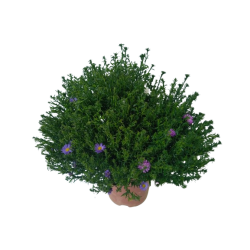 Aster tricolore pot de 19 cm