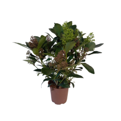 Skimmia du japon 2 couleurs...