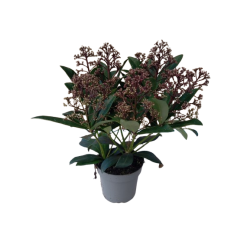 Skimmia du japon pot Ø 10.5...
