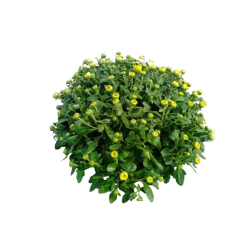 Chrysanthème petites fleurs...