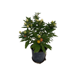 Solanum pot de 12/13 cm