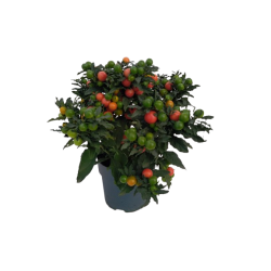 Solanum pot de 17 cm HT...